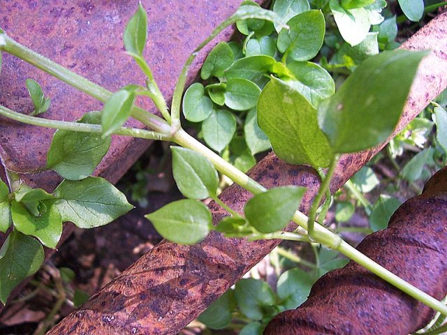 Stellaria media / Centocchio comune